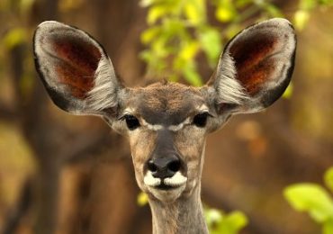 Sambia Indvidualeisen